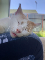 /album/my-cat-latte/c49e7024-f6c5-40d8-9140-67e336d82ebe-png/