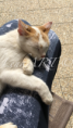 /album/my-cat-latte/a63812257-e078-42bc-b3ee-39c036a011fa-png/