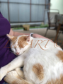 /album/my-cat-latte/a7da358e-f034-4f56-a77d-0ec48b26240b-png/
